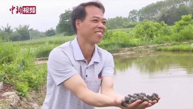 广西乡村“业态叠加”催生“新农人”