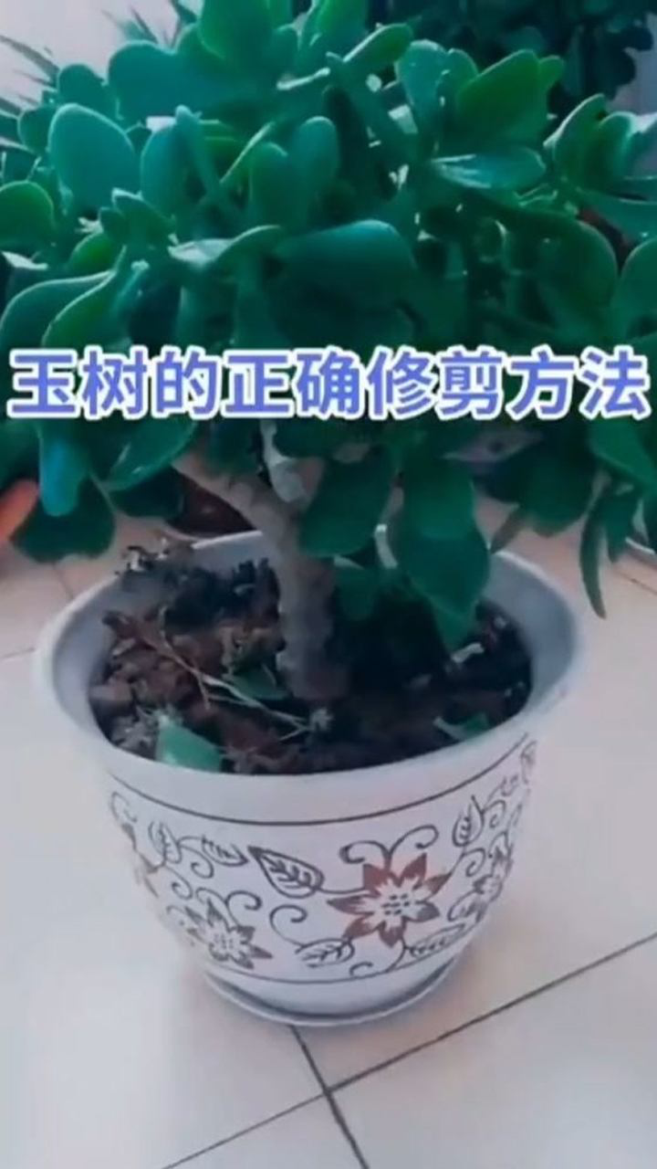 玉树正确的修剪方式.