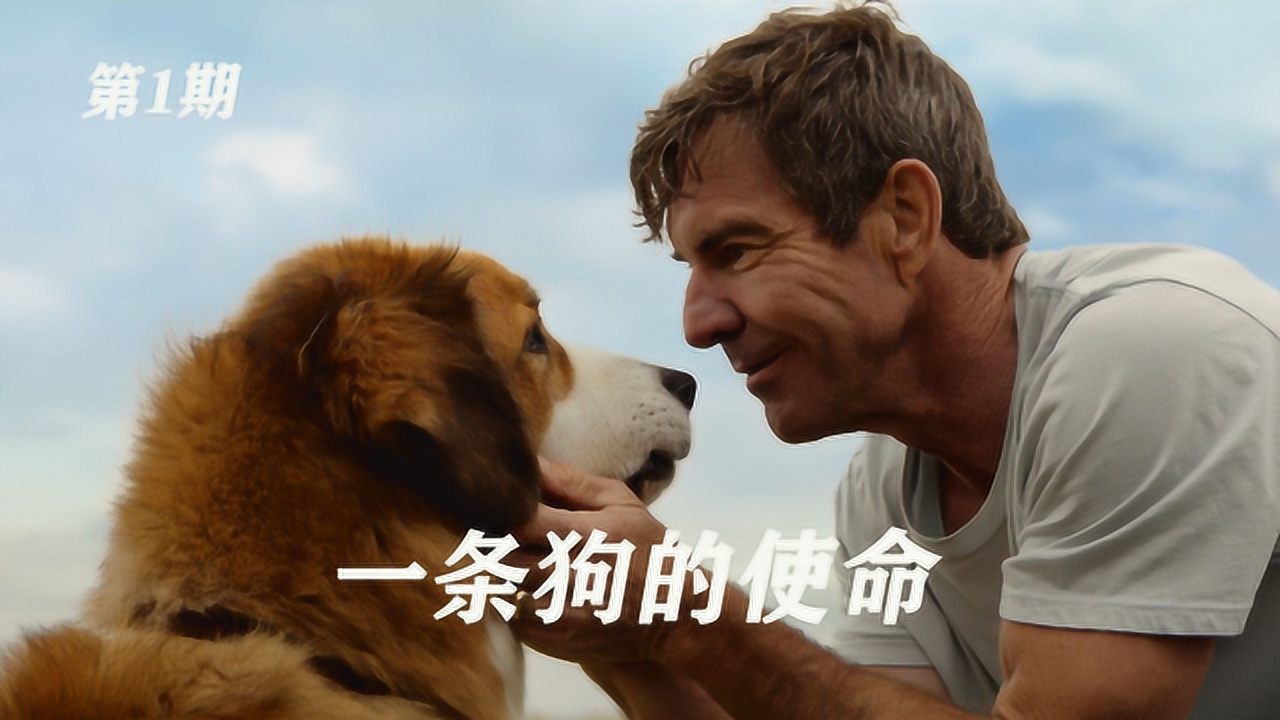 一条狗的使命 四世轮回寻主之路