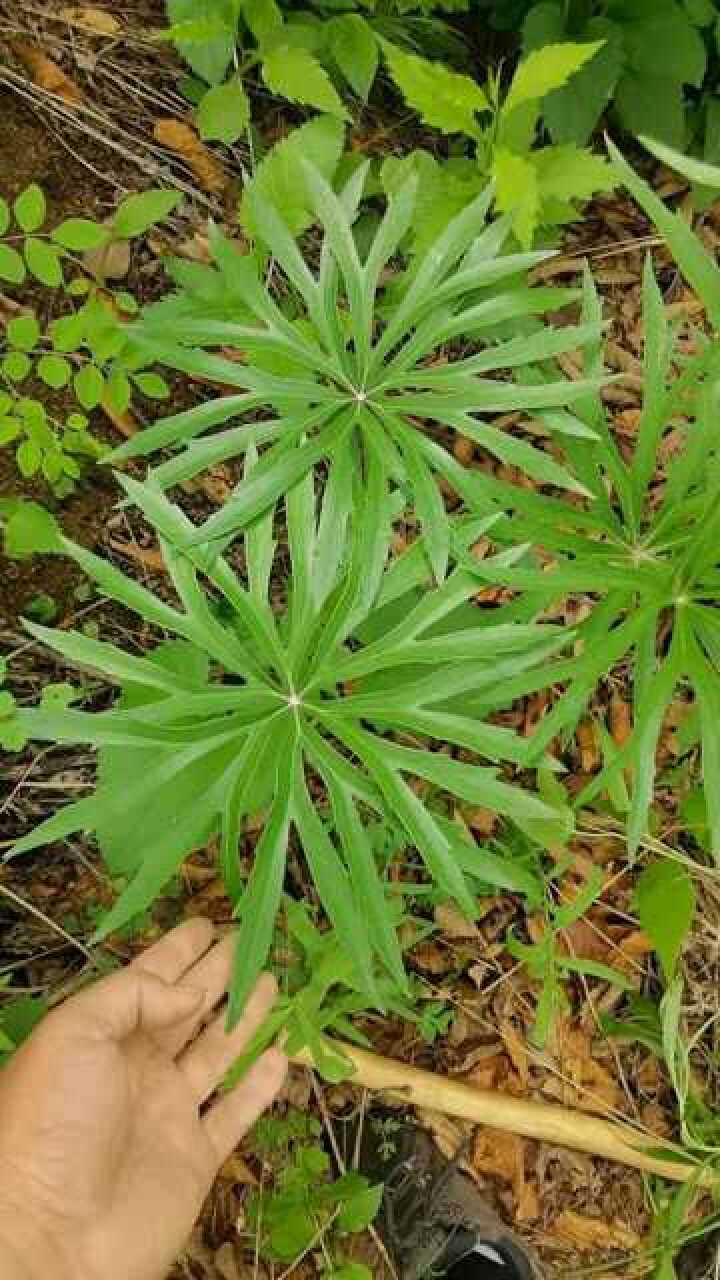 今天的这个草药超级漂亮,特别像一把伞