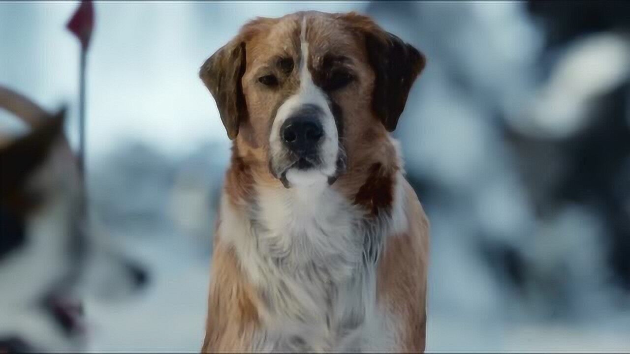 野性的呼唤:巴克成为领头犬,成功带领雪橇穿越雪崩