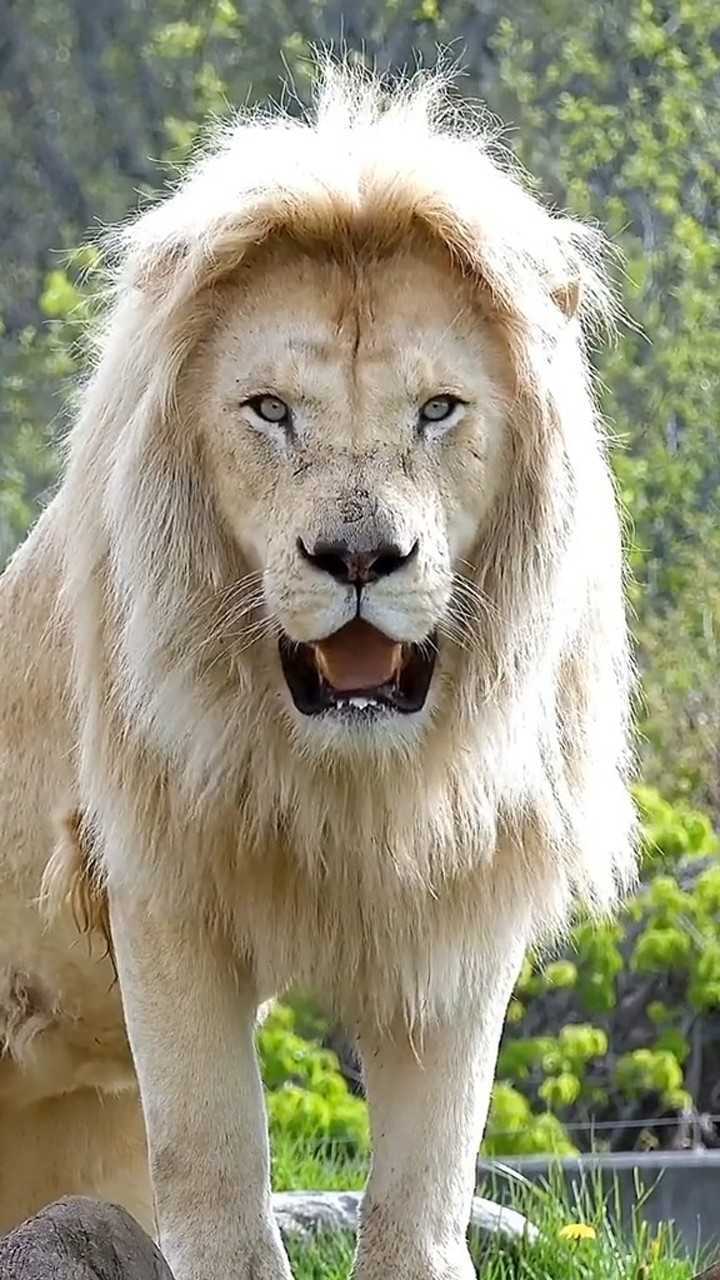 一副大气磅礴尊贵威严的白雄狮