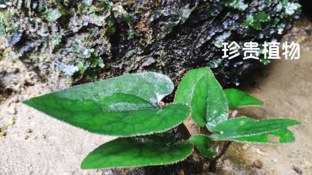 山上有种叶子像兔耳朵的漂亮植物,100元1公斤,广东老板很喜欢