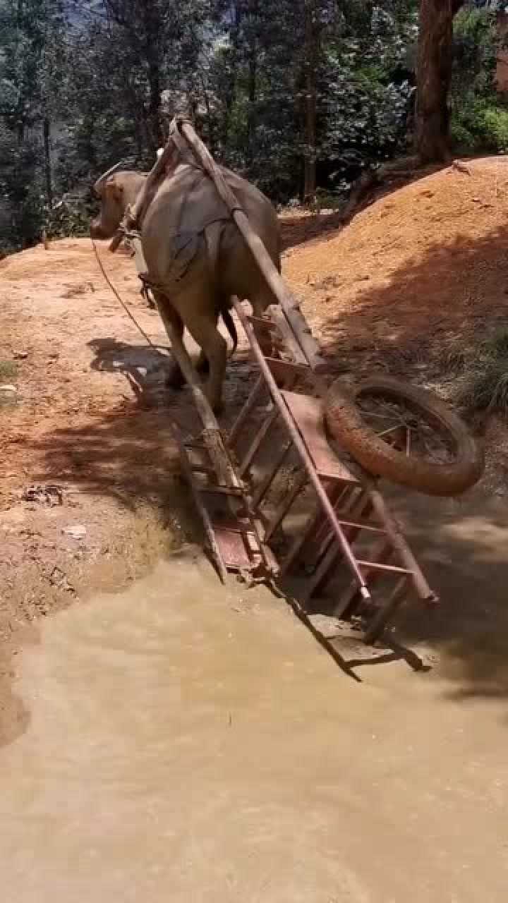 老牛拉車的場景當車子快翻的時候牛的一個動作真是打動了無數網友