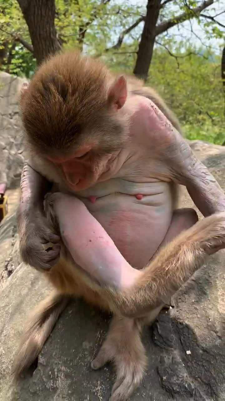 这只可爱的小猴子身上有一些痒痒它就不停的在挠
