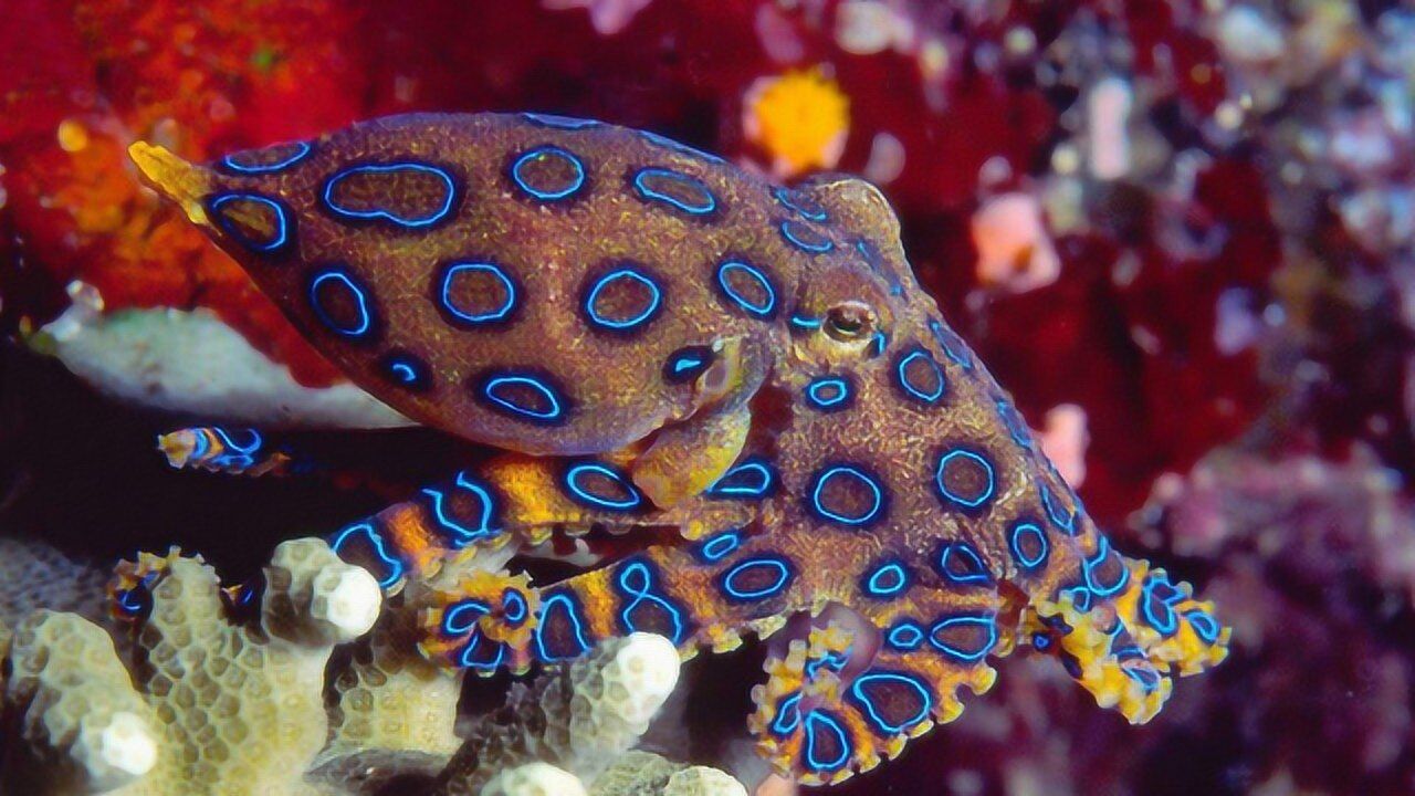 蓝环章鱼能置人于死地,它的毒液甚至比氰化物毒一万倍!