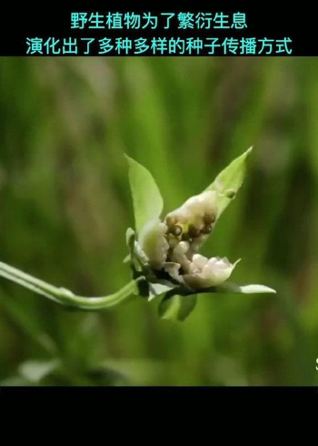 种子的弹射传播,科普小知识