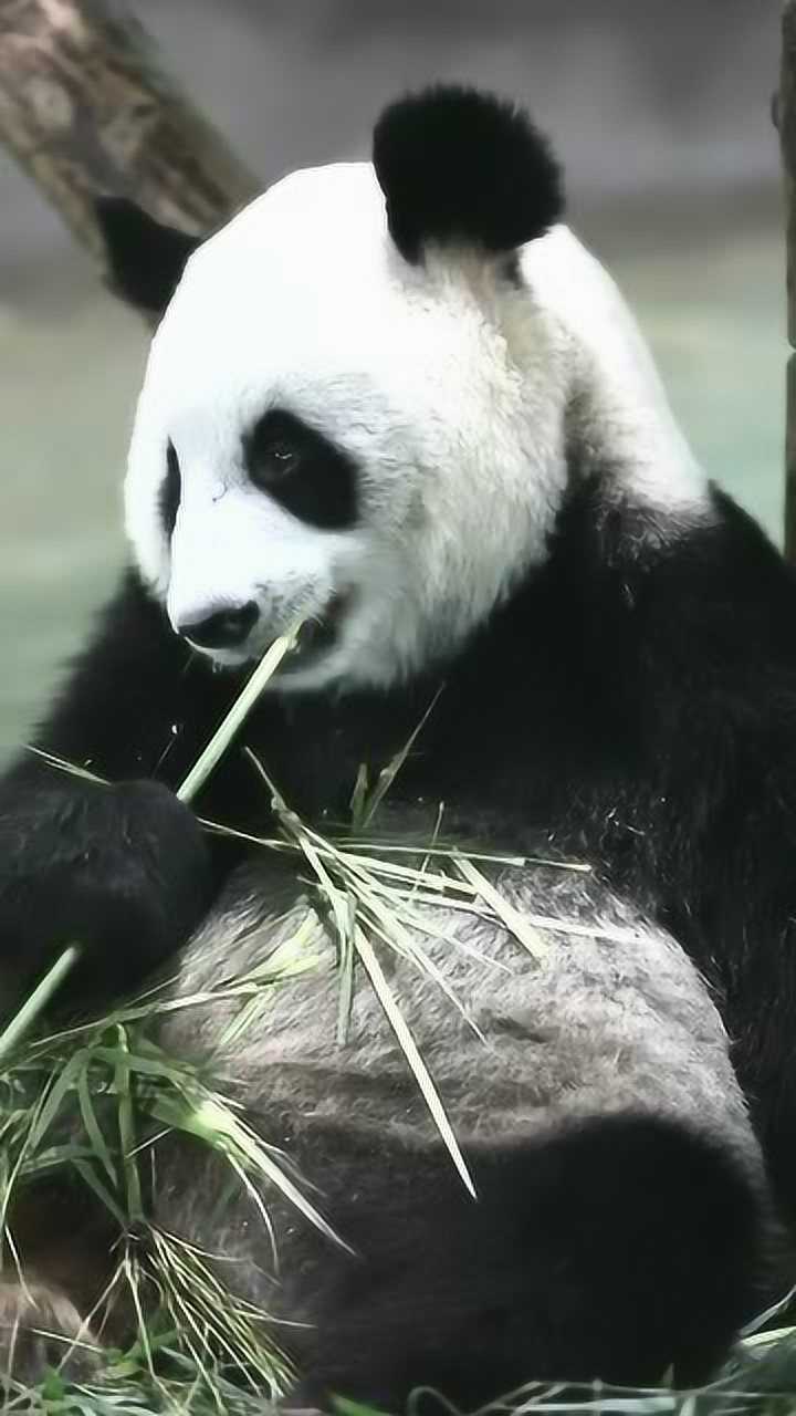 据说好多人都想摸熊猫的耳朵