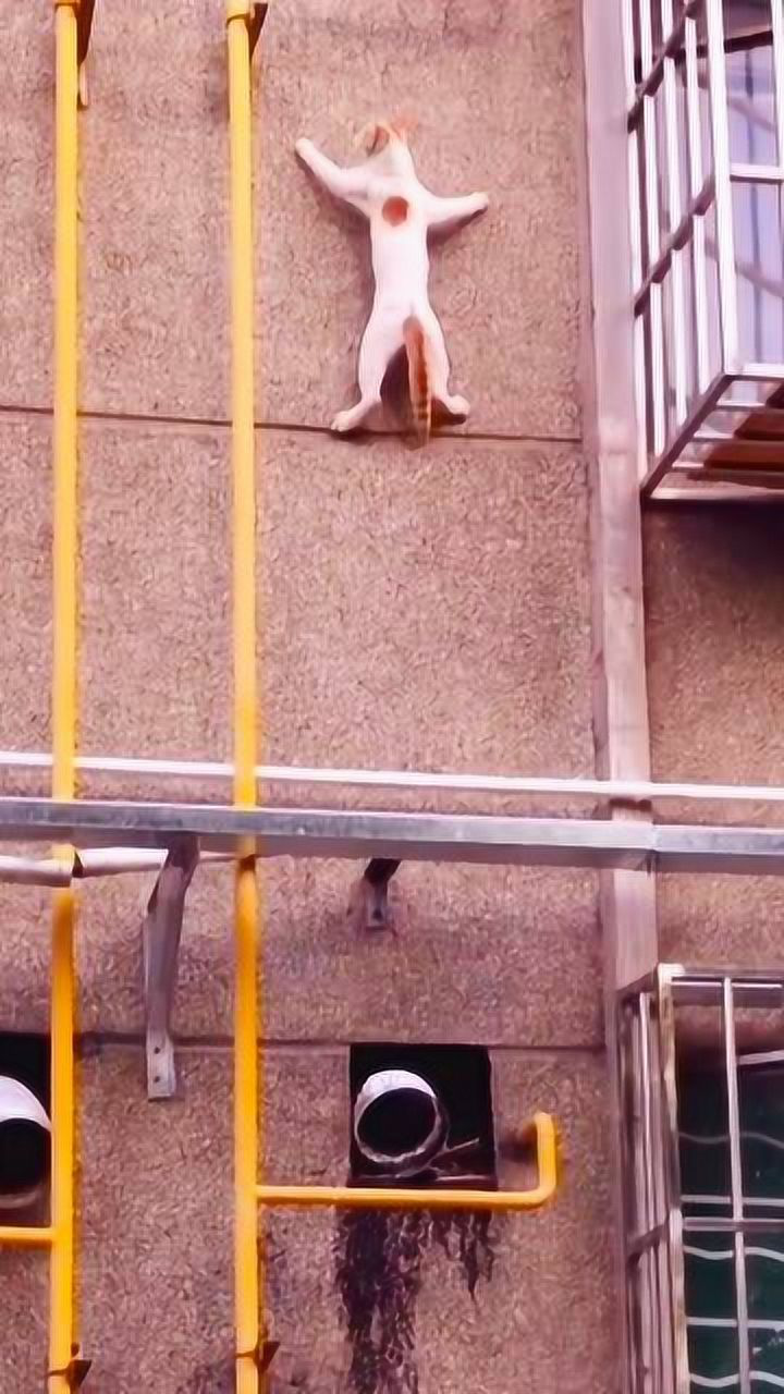 你们见过会爬墙的猫吗这只猫是不是成精了趴在墙上居然不会掉下来