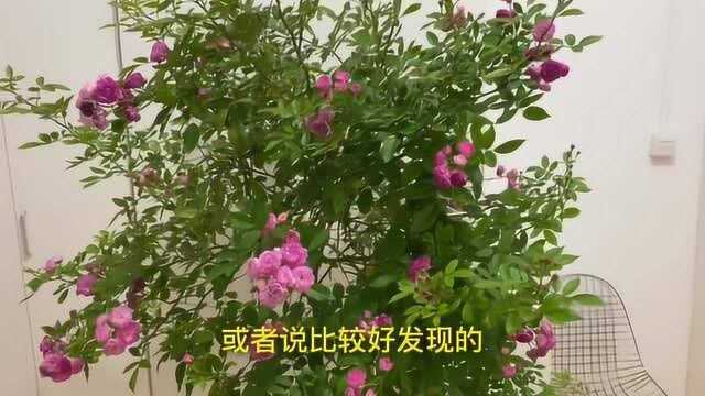 养花常见虫害,一种药物就能轻松杀虫,高效低毒无异味