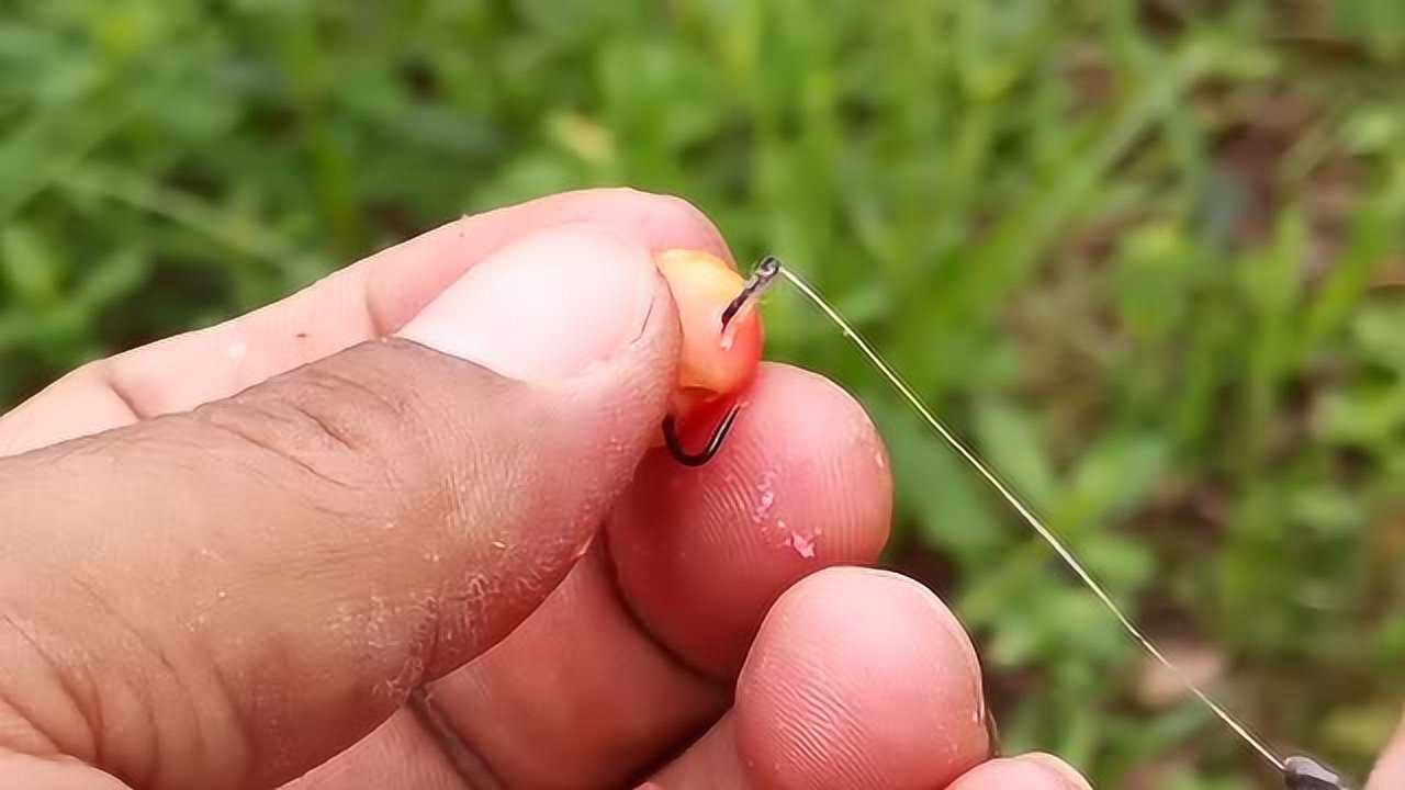 玉米挂钩的独特方法这才是万无一失的挂钩钓鱼要领