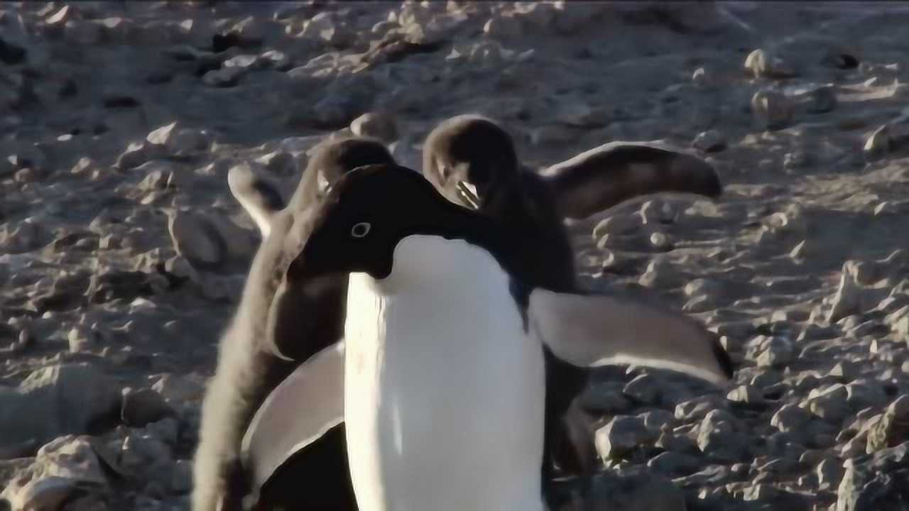 阿德利企鹅昼夜不停的捕食也只能够养活一只幼崽另一只只能自生自灭