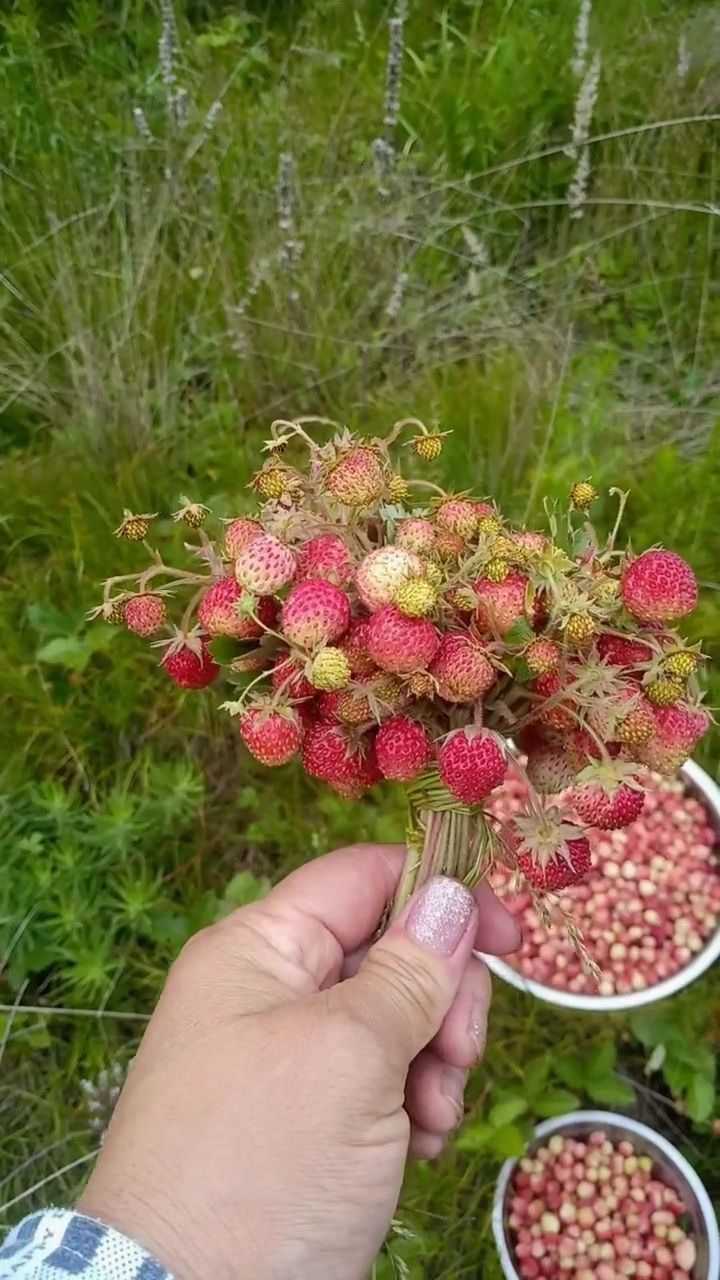 野生草莓你见过吗!老一辈的人说,这叫高粱果_腾讯视频