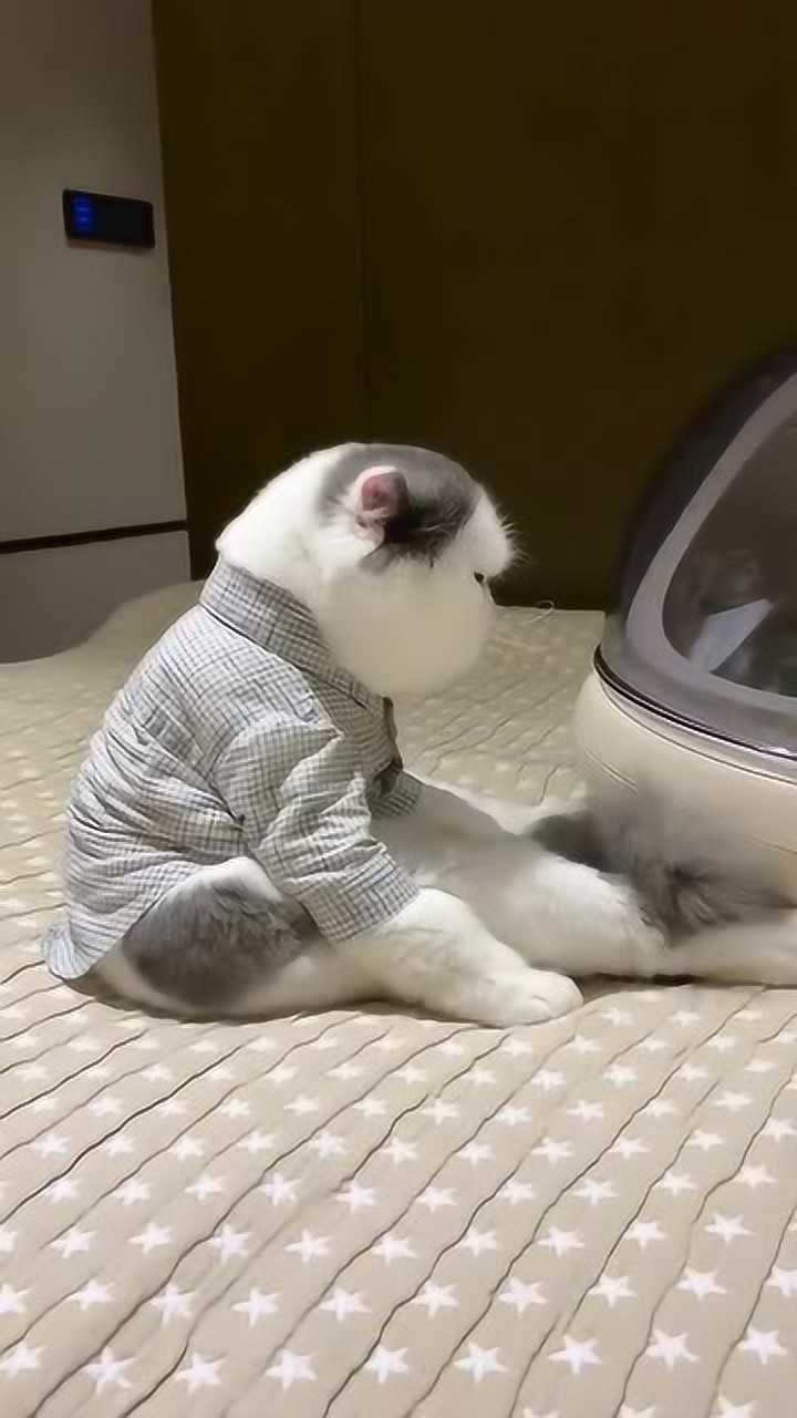 生气的喵星人谁都不想理这委屈的样子太可爱了