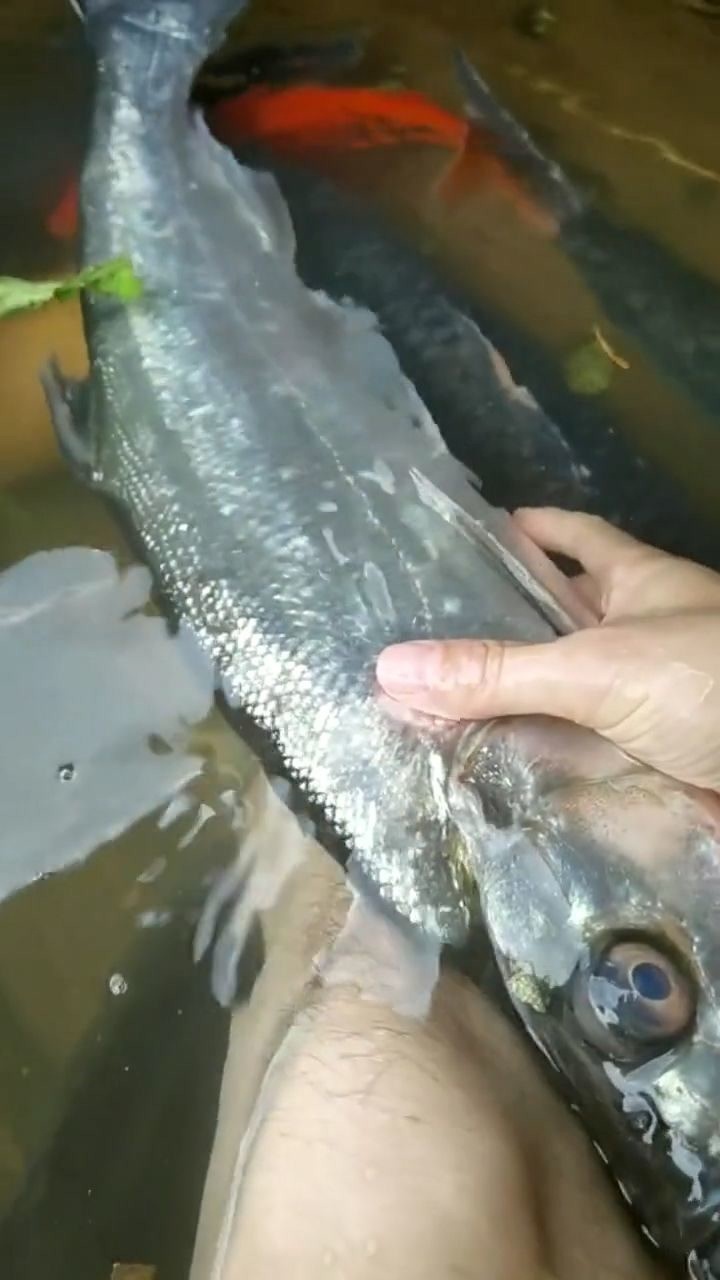 北江和顺,有这么大条就比较少,和顺鱼,又名大眼鸡,翘嘴,鲜味非常独特,