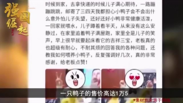 男子养的宠物鸭火了!一只售价1.5万,王思聪都有同款宠物