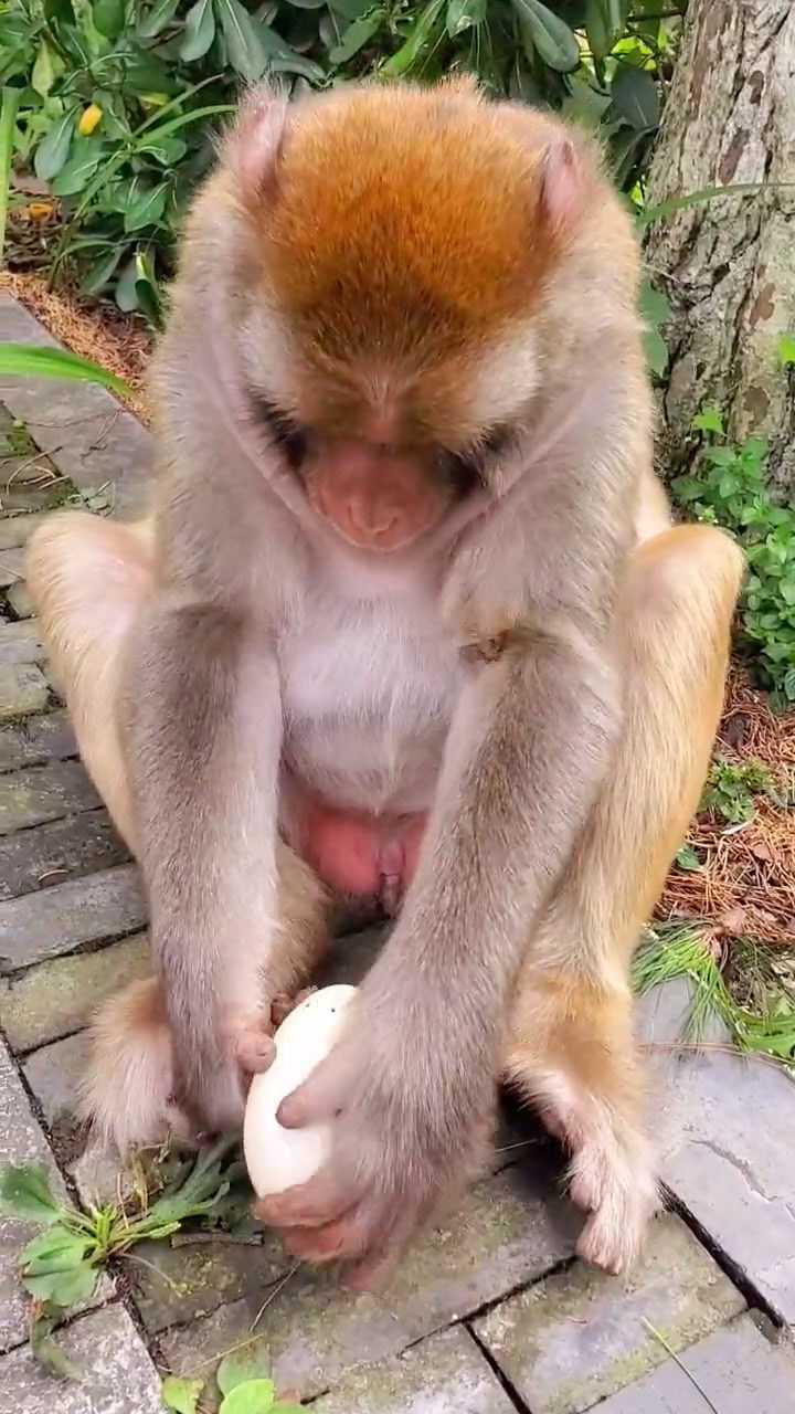 这么大的一个鸡蛋被猴子玩碎了