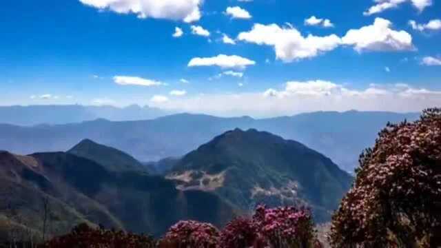 四川凉山盐源县,白云蓝天花海烂漫,满山开遍映山红魅力无限!