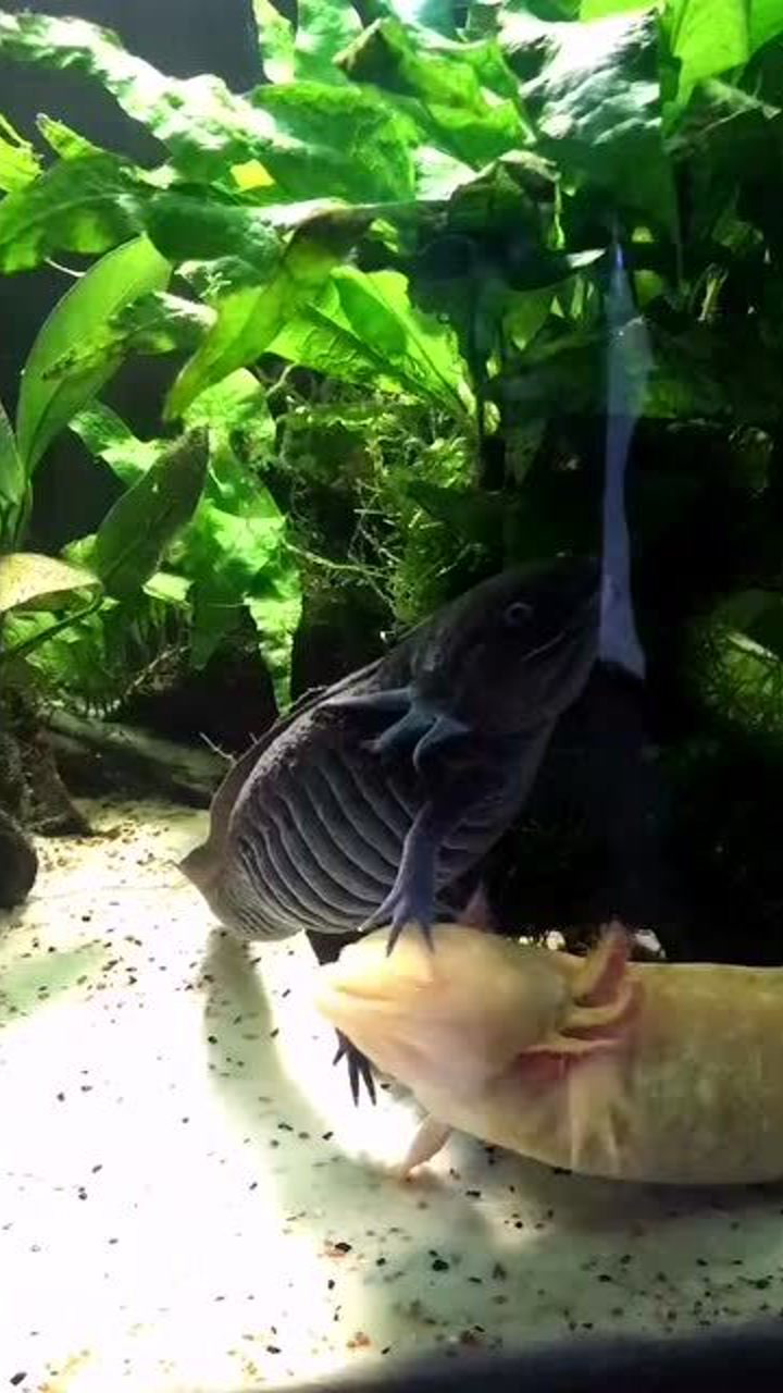 养条六角恐龙鱼原来也这么会撒娇真的太可爱了