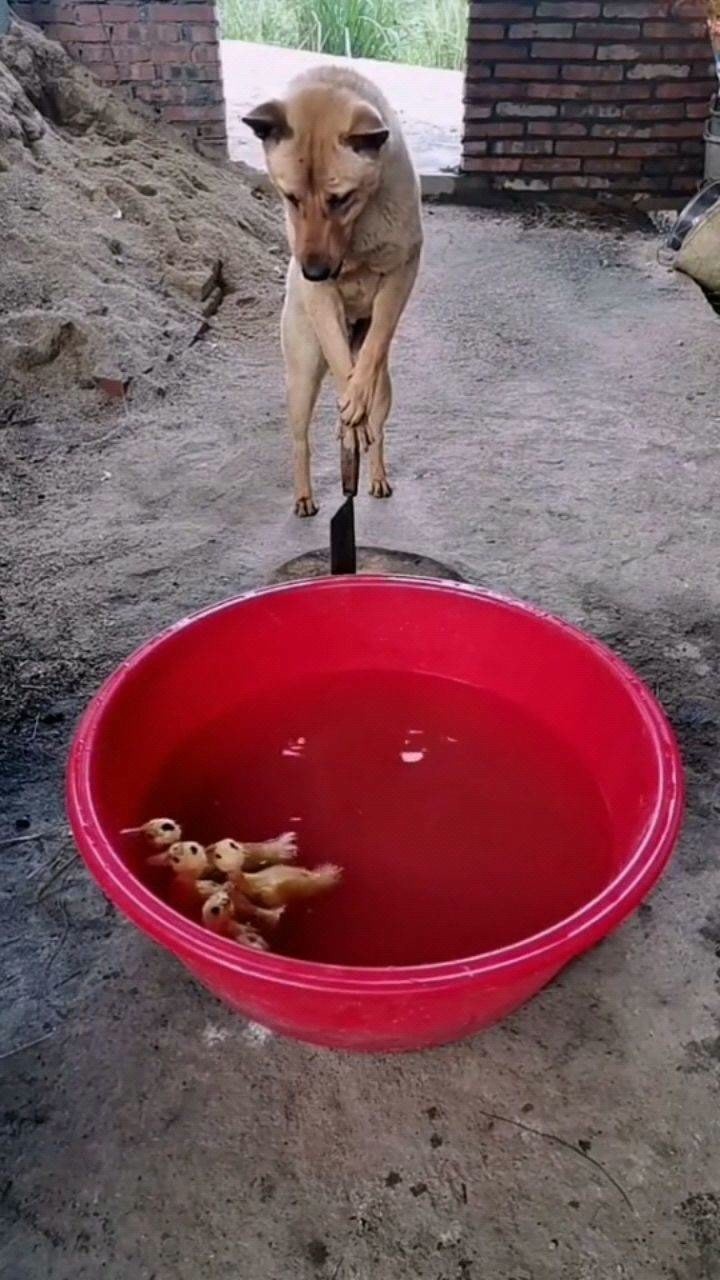 狗狗监督小鸭子学游泳,这认真的架势,太搞笑了