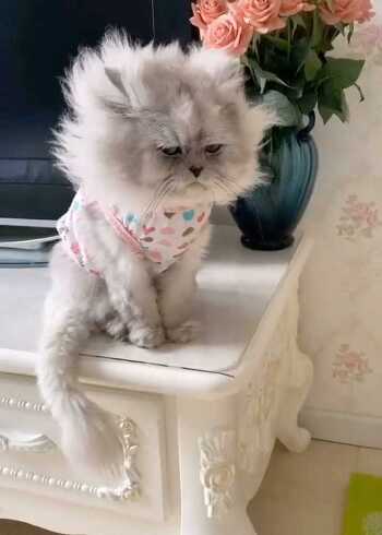 炸毛猫咪,这长相也太过潦草了,像金毛狮王一样!_腾讯视频