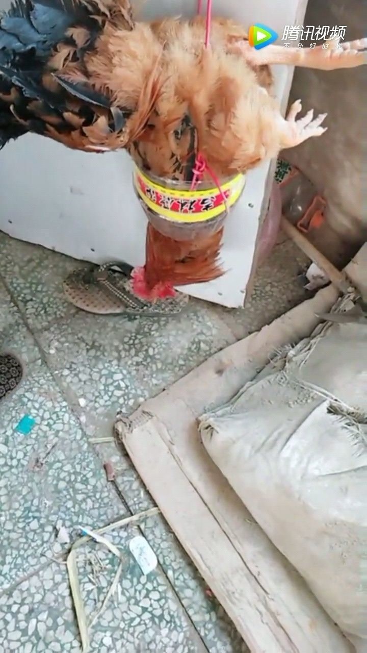 杀鸡神器,小女生也可以杀鸡了