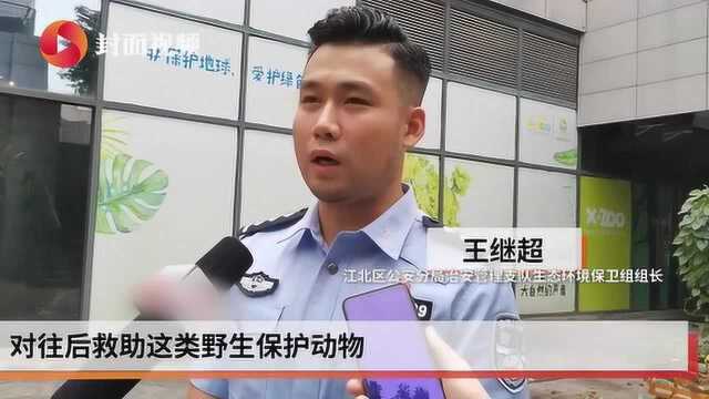 重庆江北警方又当“保安”又当“保姆” 解救下蟒蛇送它们去新家