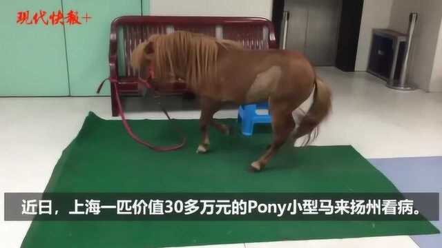 “暴力梅”+持续高温,这匹昂贵的Pony马熬不住了