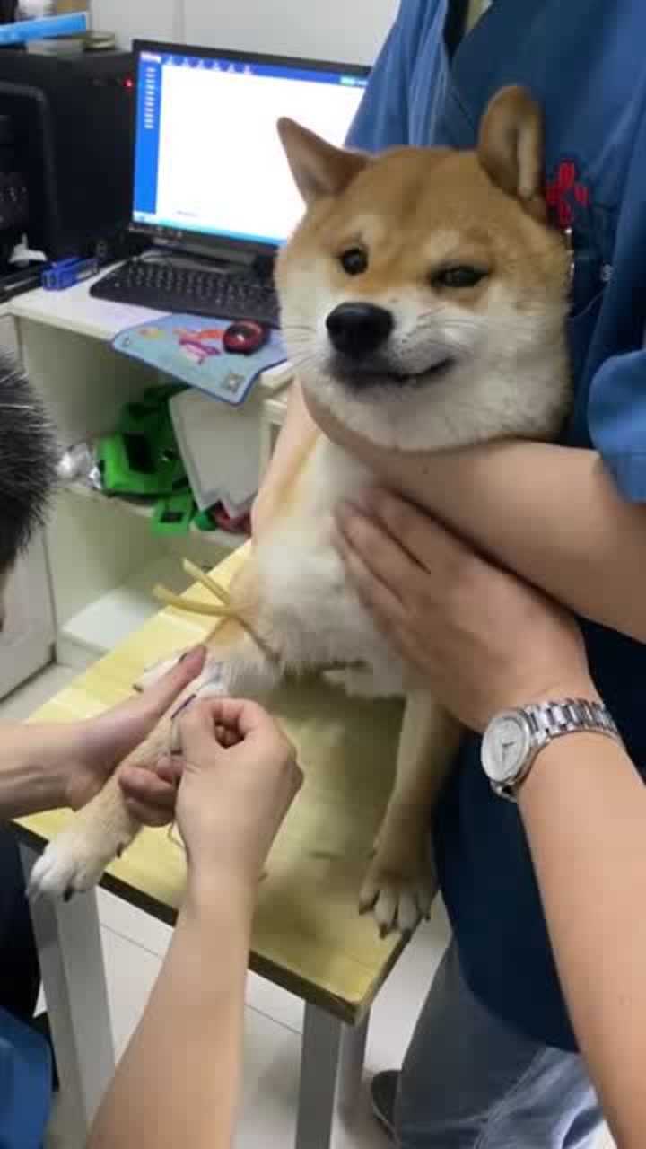 柴犬小可怜生病了,带它到宠物医院打针,真是让人心疼!