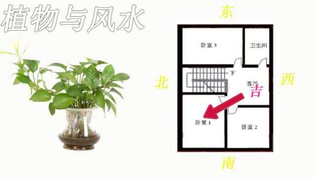 家居风水学中,办公室植物如何摆放?视频详细给你解说