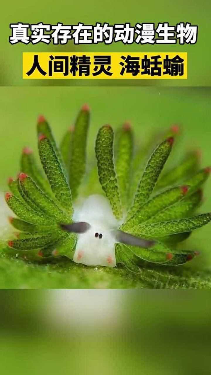 这个长得像动漫里小精灵的生物叫海蛞蝓吃什么颜色的海藻就变成什么