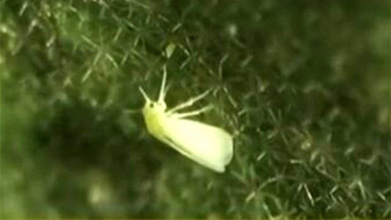 白粉虱和烟粉虱长得很像，该如何分辨？烟粉虱的寄主植物非常多！_高清