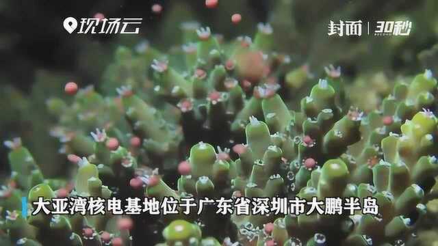 30秒|“核电站海底种珊瑚”?大亚湾核电基地建立珊瑚保育区