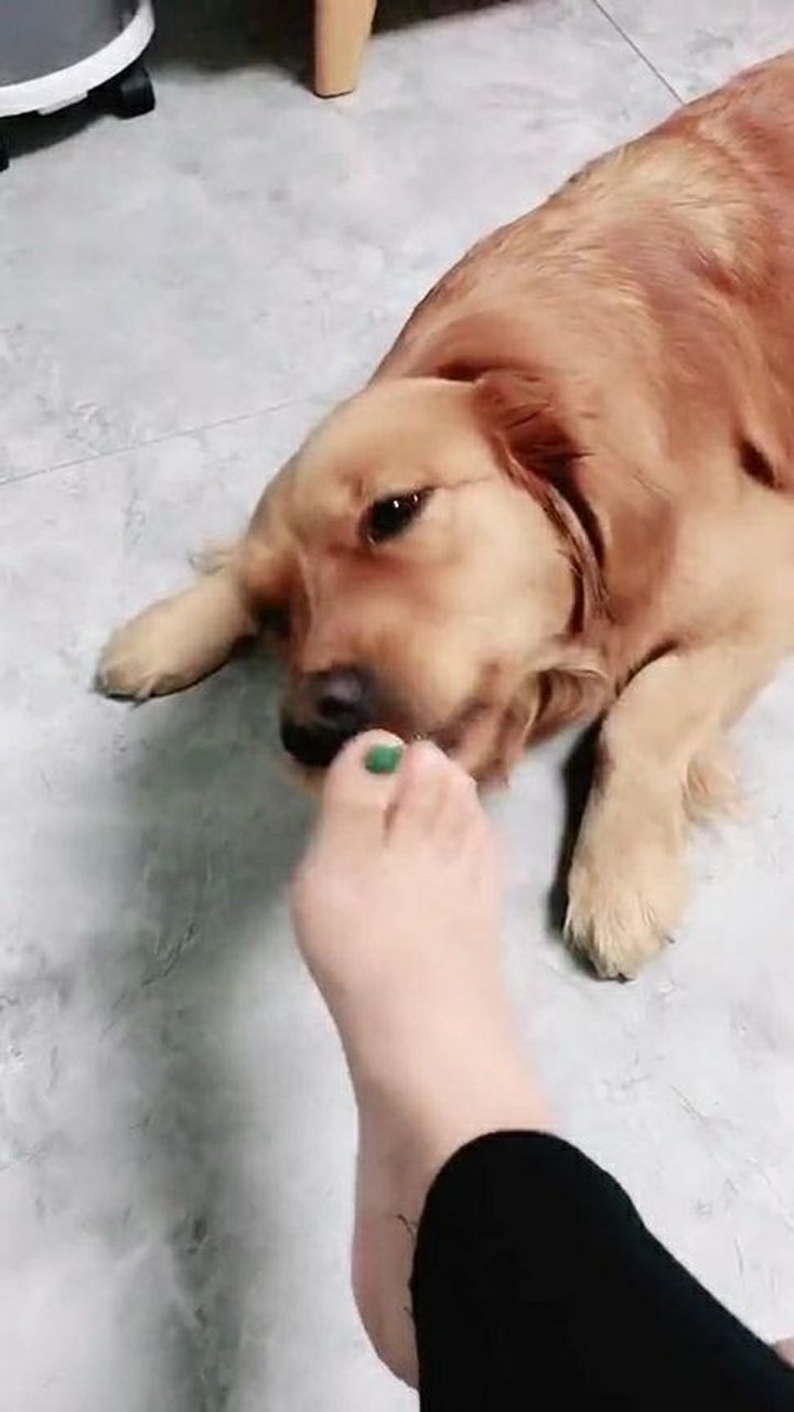 狗子的口味真重,喜欢舔美女的脚,这就是传说中的"舔狗"?