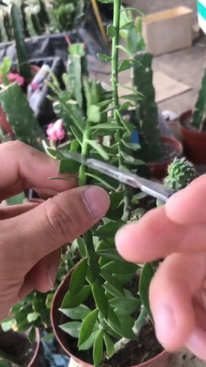 青叶嫁接蟹爪兰