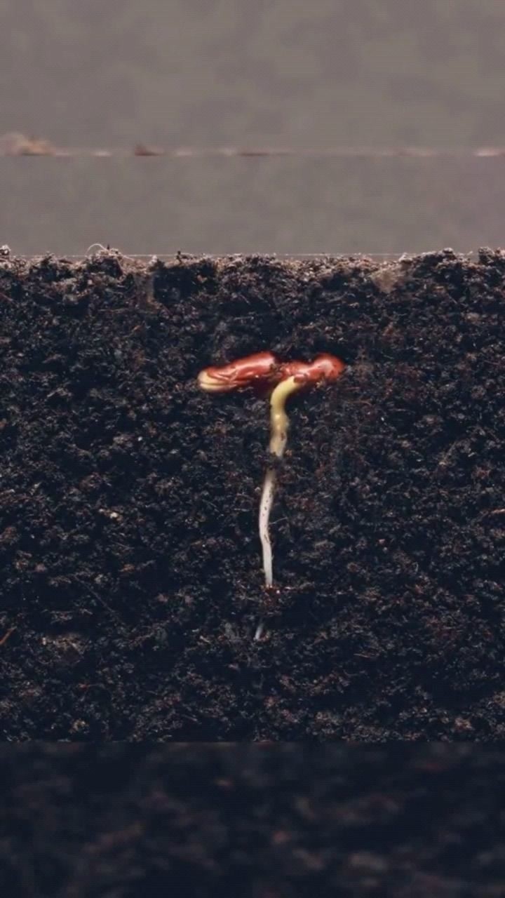 延时摄影种子生长全过程破土而出的那一刻太惊艳