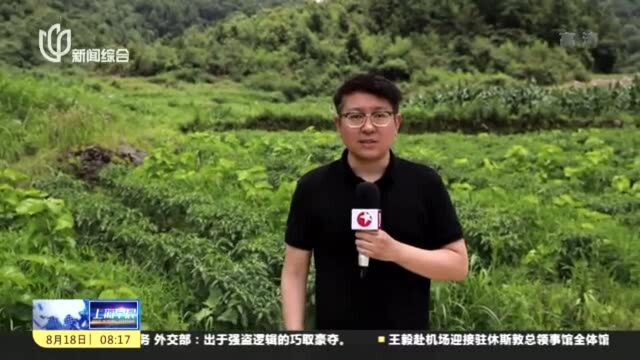 上海奉贤:用“绣花”功夫精准打赢脱贫攻坚战