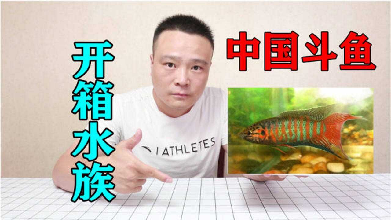 小浪哥开箱"中国斗鱼"生性好斗,国人的宠物鱼,外国人视为宝贝_高清