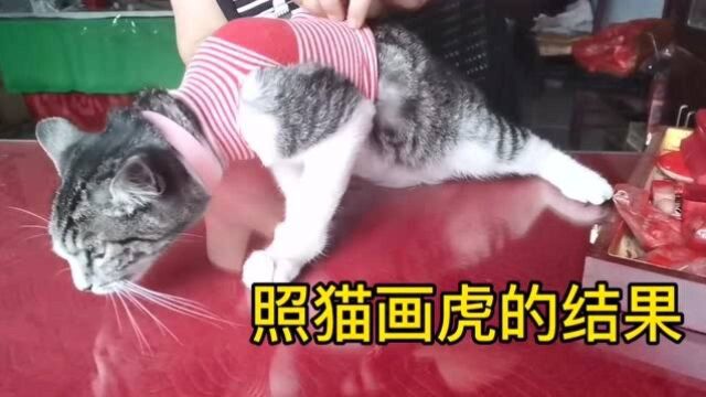 给猫咪用袜子改衣服,穿上赖着不走了,我家猫咪太逗了!