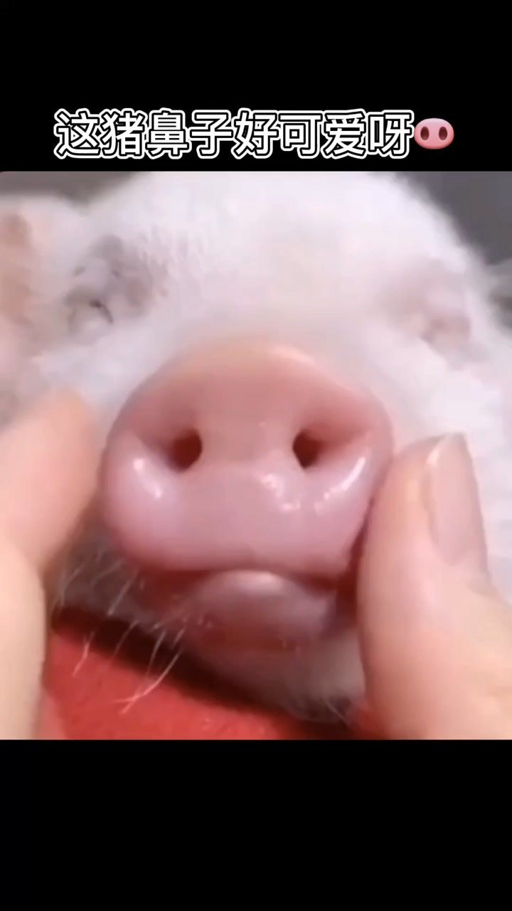 这猪鼻子真的太可爱了!