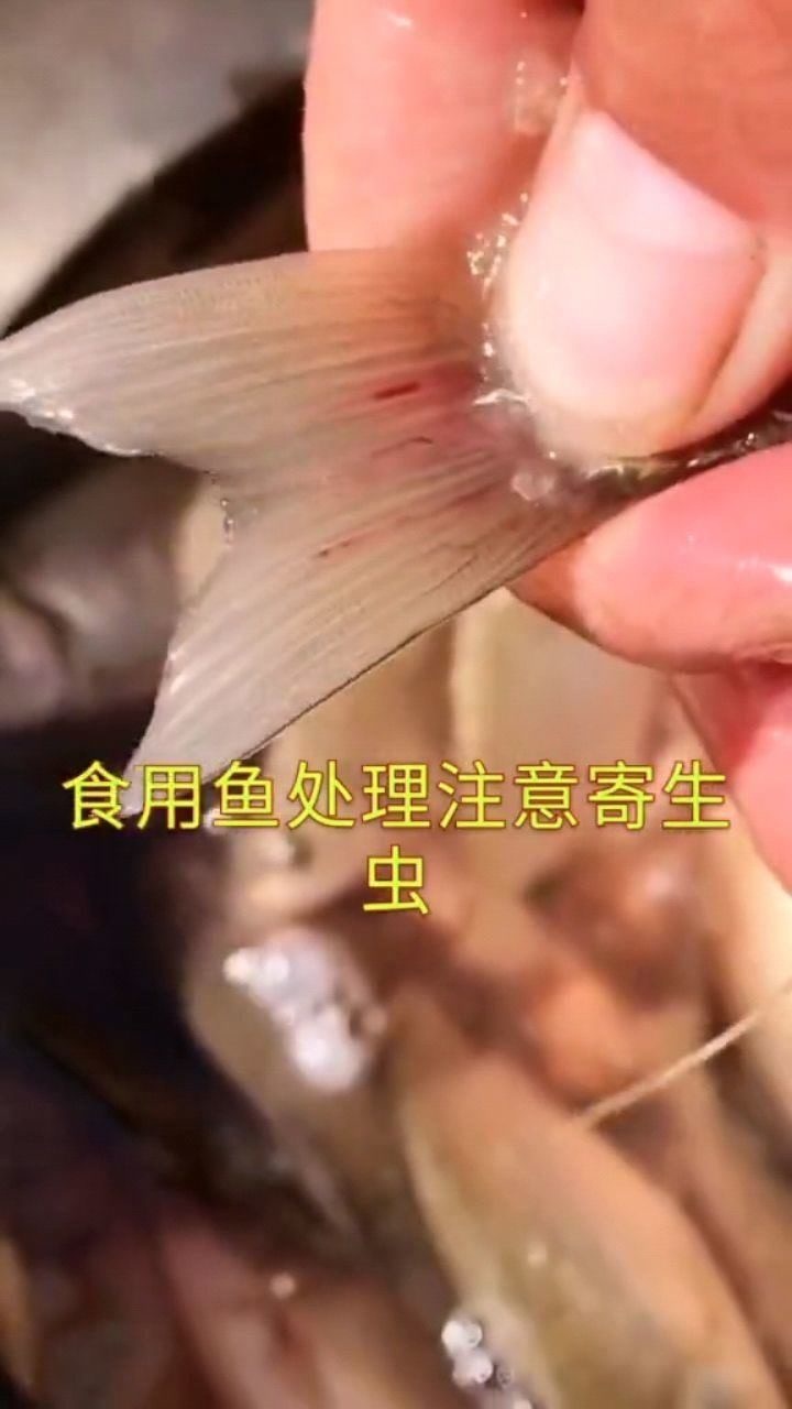 鱼水族热带鱼孔雀鱼寄生虫这个和孔雀鱼屁股上面经常冒出来那些红色的