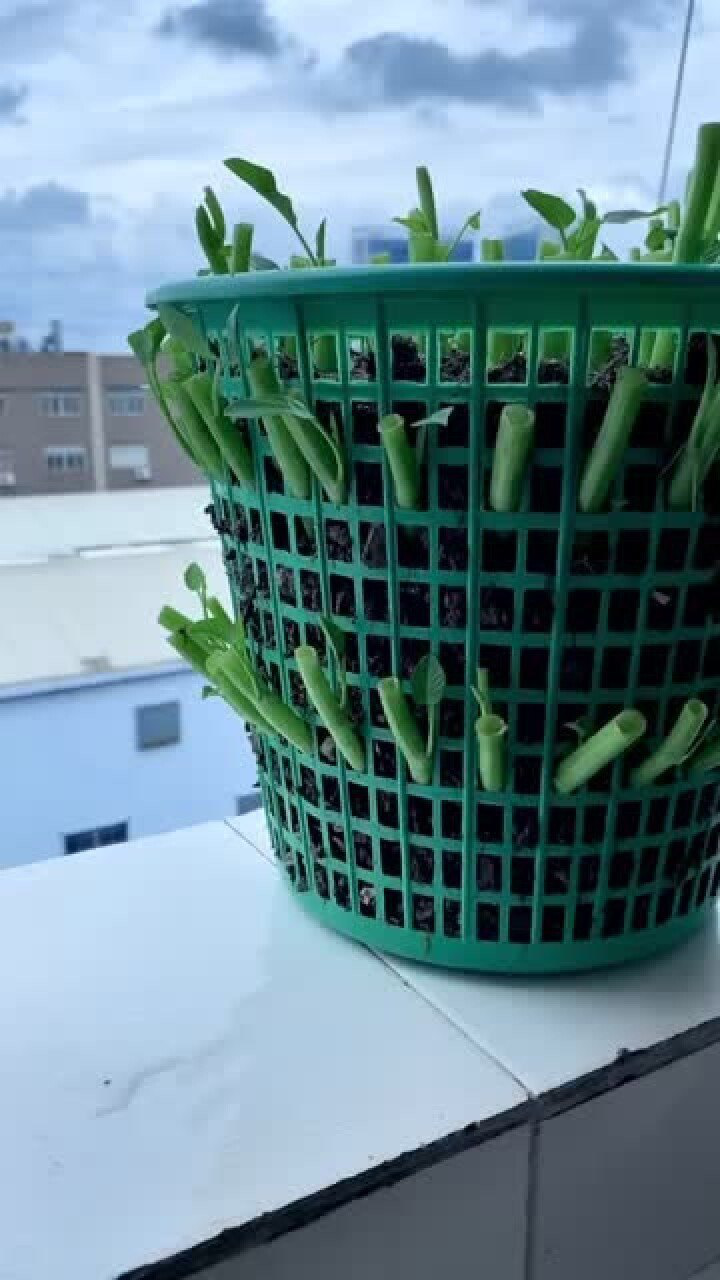 万能呀,这垃圾桶种菜,可是妥妥的!