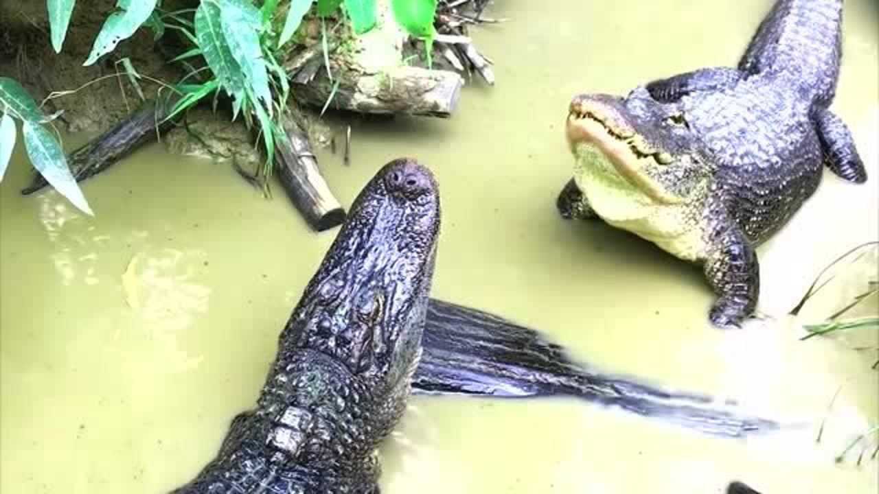 鳄鱼唱求偶之歌,鼓起肚子,发出低沉的声音