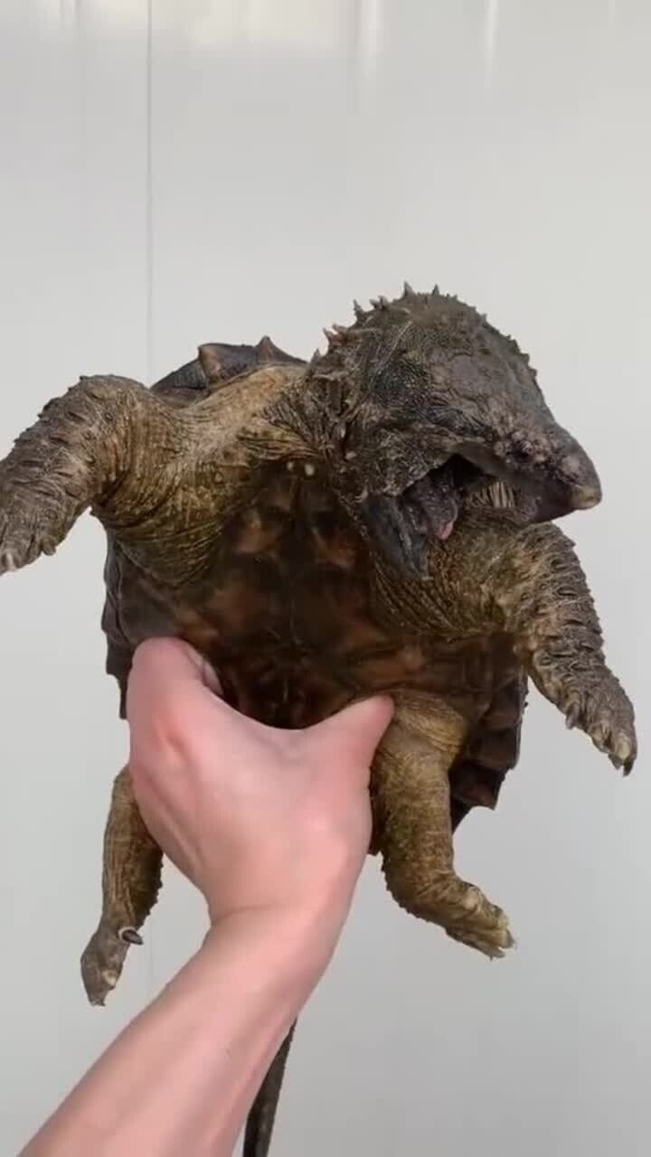 这只鳄龟真是惹不得鳄龟别惹我我凶起来自己都咬