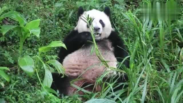 大熊猫:开发新食谱拿点草当零嘴,吃的津津有味,把我看饿了