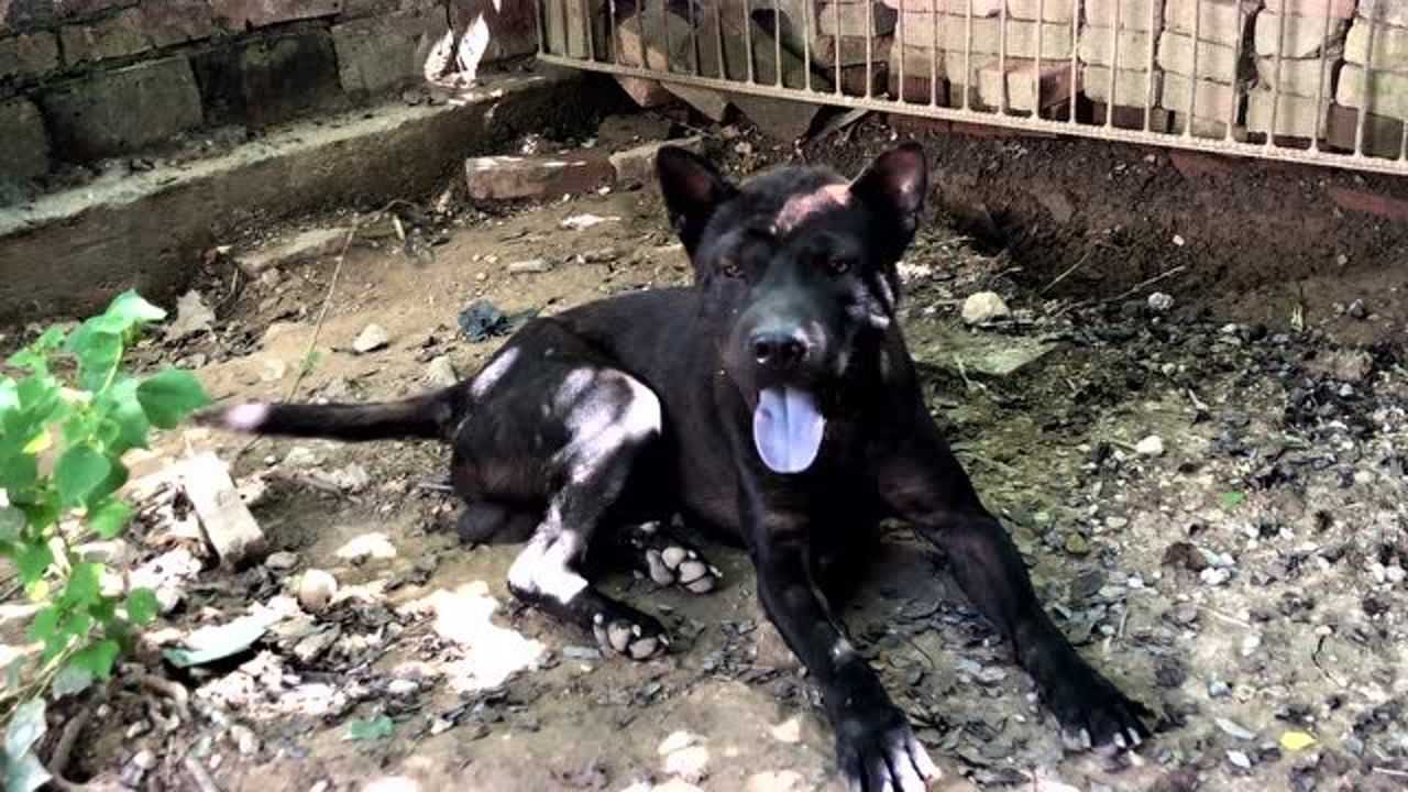 广西土猎犬"黑豹"土狗中的猛犬大头大嘴浑身肌肉为打斗而生
