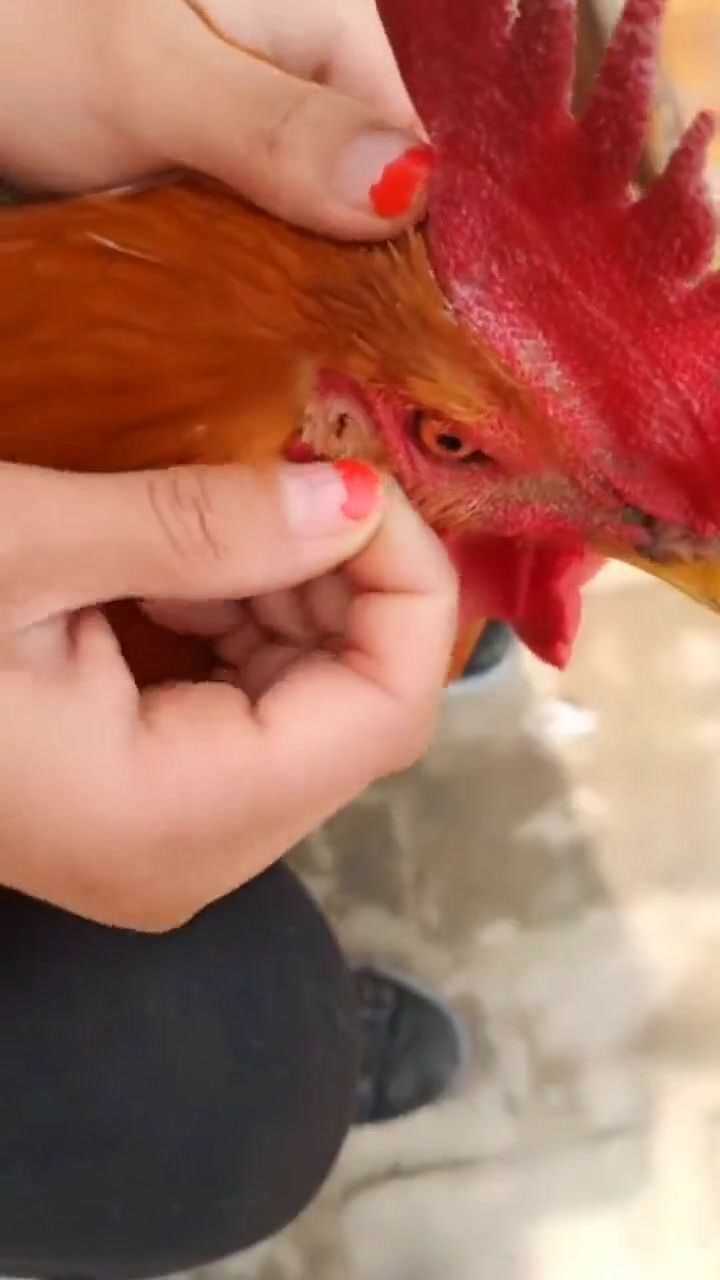 第一次知道公鸡的耳朵在哪里