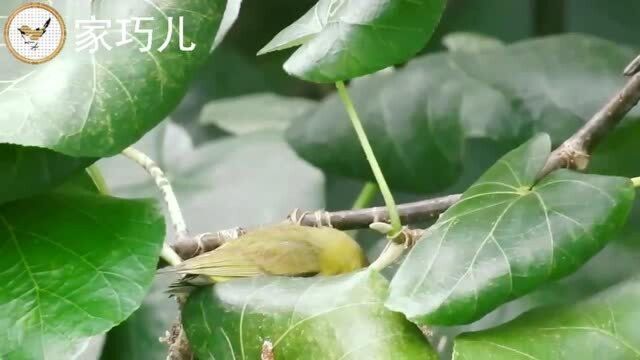 可爱的绣眼鸟喂食鸟宝宝,背景音是斑鸠的叫声!