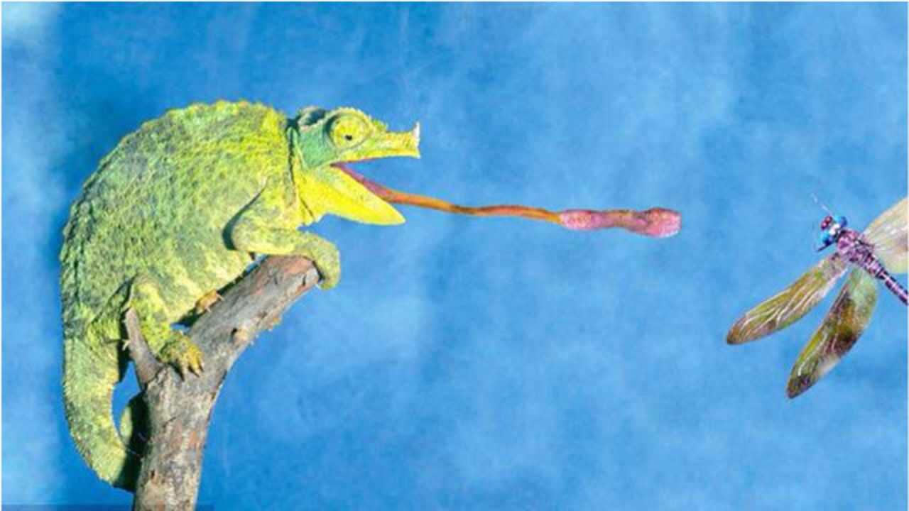 世界上舌头最长最灵活的动物变色龙如何做到百发百中