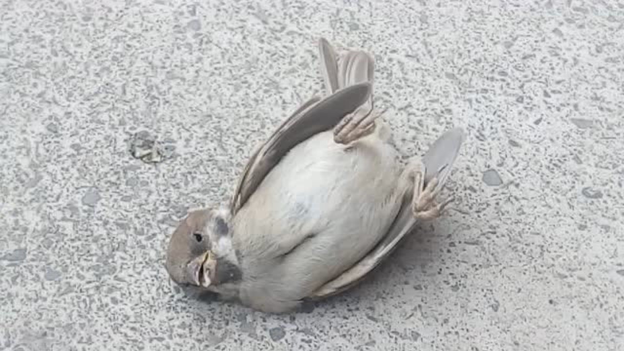 这只傻鸟把自己撞晕了倒在地上直犯迷糊